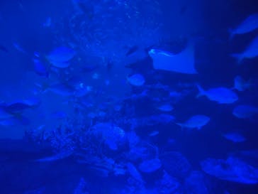 名古屋港水族館に投稿された画像（2025/8/31）