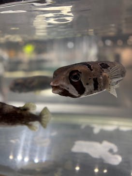 NIFREL（ニフレル）に投稿された画像（2025/8/31）