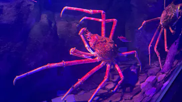 仙台うみの杜水族館に投稿された画像（2025/8/31）