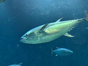 葛西臨海水族園に投稿された画像（2025/8/31）