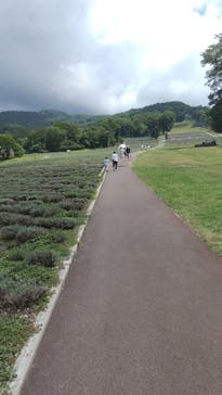 たんばらラベンダーパークに投稿された画像（2025/8/31）
