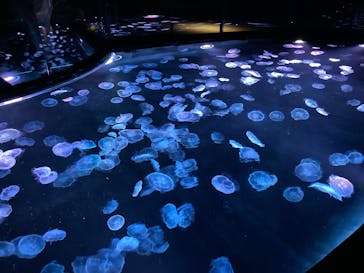 すみだ水族館に投稿された画像（2025/8/31）