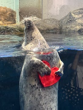 マクセル アクアパーク品川に投稿された画像（2025/8/31）