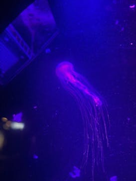 マリンワールド海の中道に投稿された画像（2025/8/31）