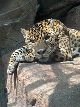 那須どうぶつ王国に投稿された画像（2025/8/31）