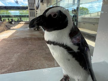 天王寺動物園に投稿された画像（2025/8/31）