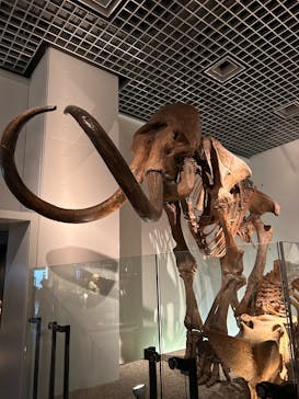 国立科学博物館に投稿された画像（2025/8/31）