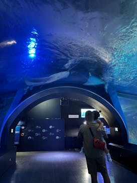 マクセル アクアパーク品川に投稿された画像（2025/8/31）