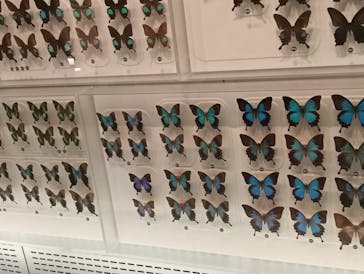 国立科学博物館に投稿された画像（2025/8/31）