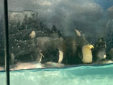名古屋港水族館に投稿された画像（2025/8/31）