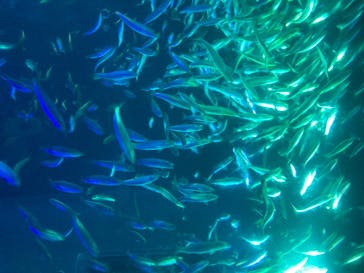 名古屋港水族館に投稿された画像（2025/8/31）