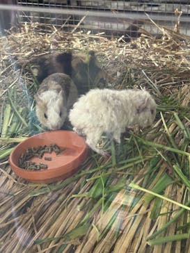 恩賜上野動物園に投稿された画像（2025/9/1）