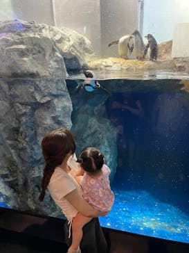 マクセル アクアパーク品川に投稿された画像（2025/9/1）