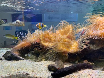 あわしまマリンパークに投稿された画像（2025/9/1）