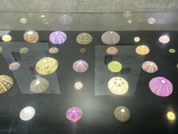 あわしまマリンパークに投稿された画像（2025/9/1）