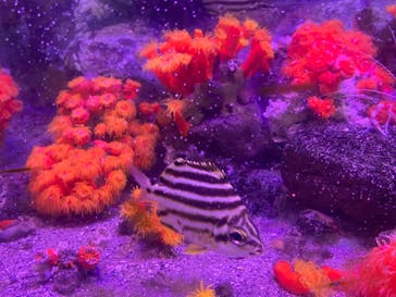 あわしまマリンパークに投稿された画像（2025/9/1）