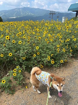 ひるがのピクニックガーデンに投稿された画像（2025/9/1）