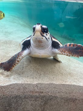 鴨川シーワールドに投稿された画像（2025/9/1）