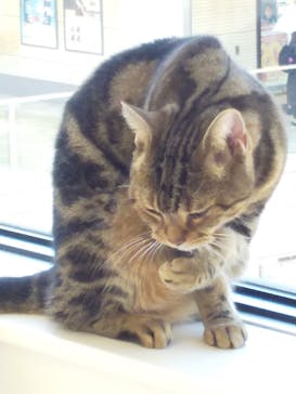 Cat Café MOFF グランベリーパーク店に投稿された画像（2025/9/1）