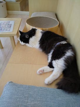 Cat Café MOFF グランベリーパーク店に投稿された画像（2025/9/1）