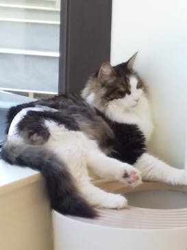 Cat Café MOFF グランベリーパーク店に投稿された画像（2025/9/1）