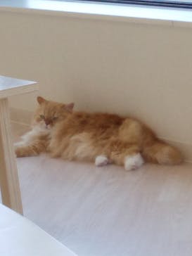 Cat Café MOFF グランベリーパーク店に投稿された画像（2025/9/1）