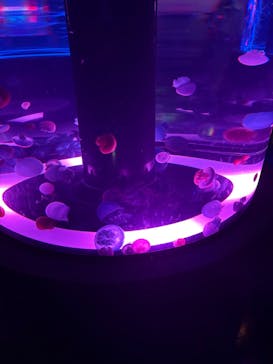 マクセル アクアパーク品川に投稿された画像（2025/9/1）