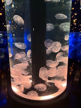 マクセル アクアパーク品川に投稿された画像（2025/9/1）