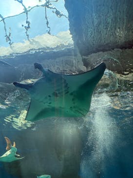 マクセル アクアパーク品川に投稿された画像（2025/9/1）