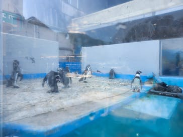 あわしまマリンパークに投稿された画像（2025/9/1）