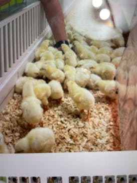 アニタッチ 東京ドームシティに投稿された画像（2025/9/1）