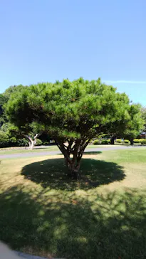 新宿御苑に投稿された画像（2025/9/1）