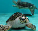 仙台うみの杜水族館に投稿された画像（2025/9/1）