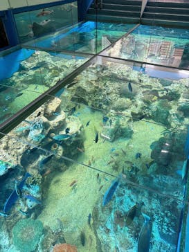 越前松島水族館に投稿された画像（2025/9/1）