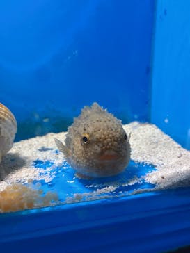 越前松島水族館に投稿された画像（2025/9/1）