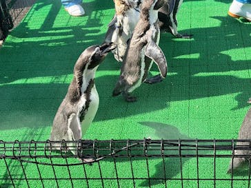 越前松島水族館に投稿された画像（2025/9/1）