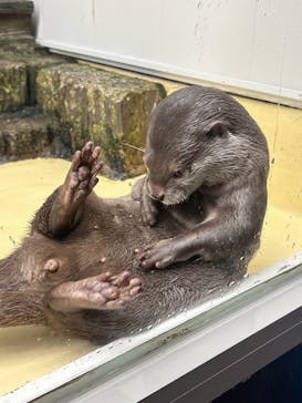 越前松島水族館に投稿された画像（2025/9/1）