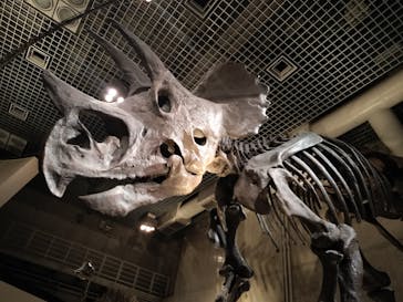 国立科学博物館に投稿された画像（2025/9/1）