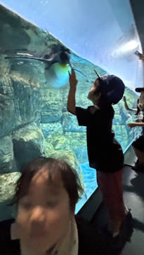 横浜・八景島シーパラダイス　プレジャーランドに投稿された画像（2025/9/1）