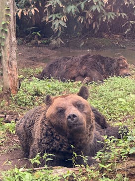 サホロリゾート　ベア･マウンテンに投稿された画像（2025/9/1）