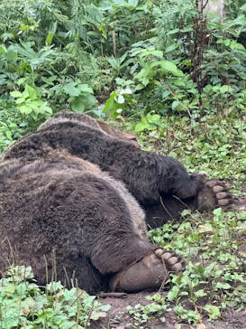 サホロリゾート　ベア･マウンテンに投稿された画像（2025/9/1）