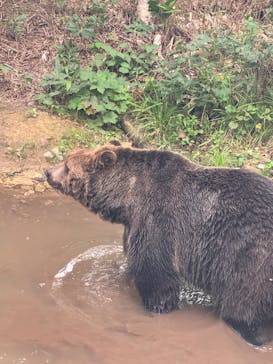 サホロリゾート　ベア･マウンテンに投稿された画像（2025/9/1）