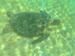 奄美シーランドに投稿された画像（2025/9/1）