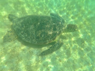 奄美シーランドに投稿された画像（2025/9/1）