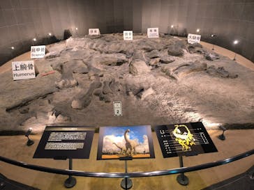 福井県立恐竜博物館に投稿された画像（2025/9/1）