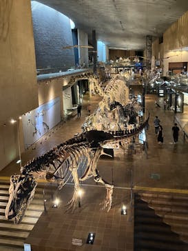 Ｂｏｎｅｓ２　ほねほね運動会　～はしる！とぶ！つかむ！～（いのちのたび博物館）に投稿された画像（2025/9/2）