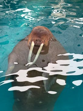 大分マリーンパレス水族館 「うみたまご」に投稿された画像（2025/9/2）