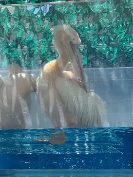 サンシャイン水族館に投稿された画像（2025/9/2）