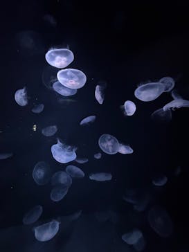 サンシャイン水族館に投稿された画像（2025/9/2）