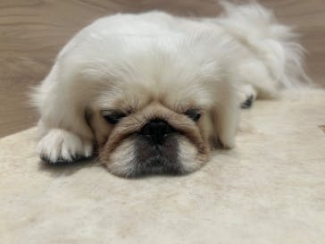 いぬカフェRio 富士見店に投稿された画像（2025/9/2）